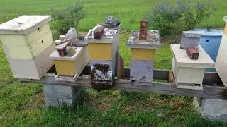 Bearding? What are my honey bees doing?