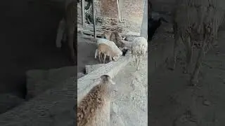 Kan Beram vulh, an nu phung leh chezia