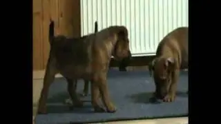 Heideterrier 8 Wochen alt