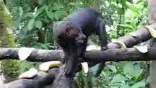 Tolomuco