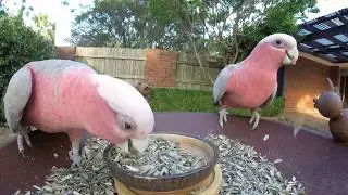 Wild Australian Pink Galahs - Backyard birds - Oz birds 🐦🕊️🐔🦉 🦆🦅🦃🐤🐔Bird video's for cats