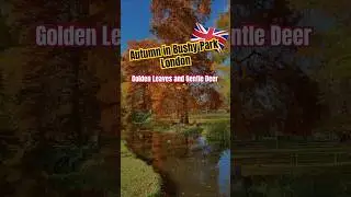 Autumn in Bushy Park London 🇬🇧 #london #bushypark #autumn #deer #oneminutejourneys