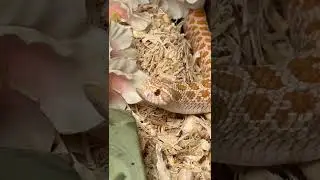 YOUR MONTH YOUR FINGIES PART 1 #reptile #animal #snake