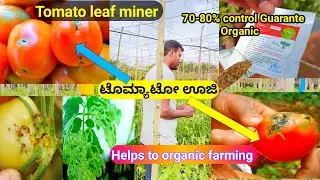 Tomato || ಊಜಿ || ಟೊಮ್ಯಾಟೋ ಊಜಿ ||Tuta absoluta || Control using Gaiagen Lura 70% || organic farming