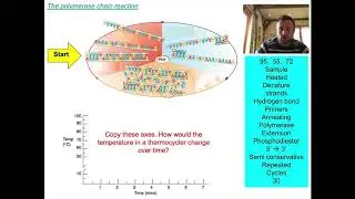 Полимеразная цепная реакция (OCR A Level, Биология 6.3.4)