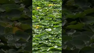 Riverside, Beautiful Living Paradise  #oroville #riverside #rivervideo  #riversideview