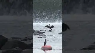 Cormorants Drying it's wings #river #cormorant #bird #wings #beautiful #aw #nature #wildlife HA33691