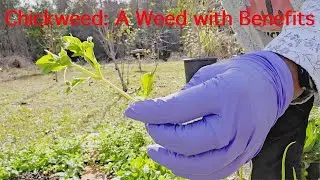 Chickweed:A Weed With Benefits
