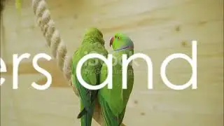Urdu Kahani  Parindon Ki Dunya