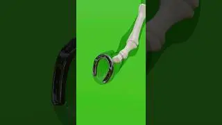 Why Getting Horseshoe Don't Hurt Horse?