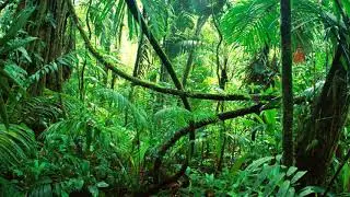 Jujac - African Jungle (Preview) (Jungle terror) (FL studio 12)