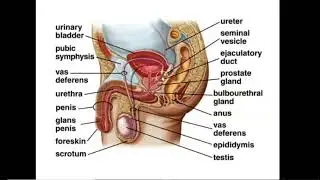Male Reproductive Anatomy - Part 2