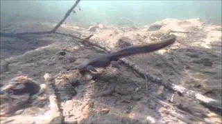 MudDogs