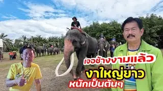 เจอแล้วช้างงาม งาใหญ่ยาวมาก หนักเป็นตันๆ