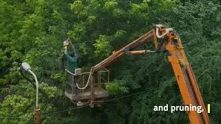 When to Call a Professional Tree Service