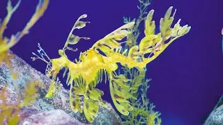 Sea Dragon Secrets 🌊🐉 #SeaDragons #UnderwaterWonders