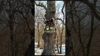 Росомаха в гармонии с природой: 100% энергии 🌲⚡#росомаха #айка #природа #гармония