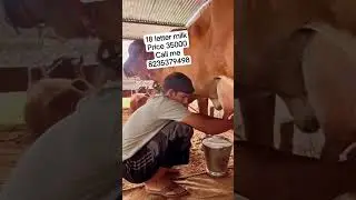 sonu jaat kumar #cowfarm #cowmandi #aravali #cowlover #cowvideo #cow