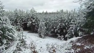 Snowy Forest. pt.22. November 2024
