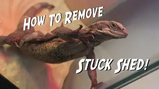 How to Remove Stuck Shed on Reptiles!