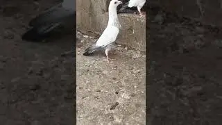 #Kalpara#Madrashi#Kabutar#pigeon#lover#short#video#youtubeshorts#