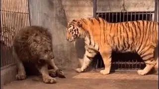 Siberian Tiger and African Lion