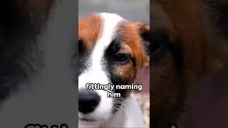 Fido, Dog Stays Loyal To Deceased Master For 14 Years #dog #doglover #shorts