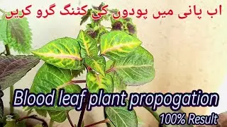 🔴Blood leaf plants propogation in water 🪴🌿