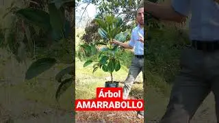 #jardinbotanico &Aacute;RBOL AMARRABOLLO Meriania nobilis
