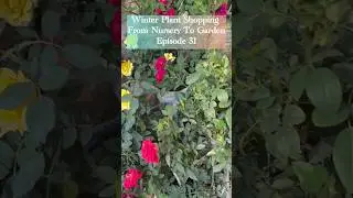 Winter Plant Shopping 🌱 From Nursery To Garden #episode31 #shorts #helichrysum