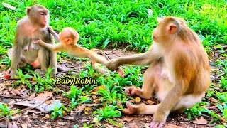 Oh Unbelievable..!! Monkey Rose never let other Monkeys hug her Baby Robin.