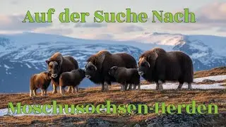 Auf der Suche nach  Moschusochsen-Herden im Dovrefjell Norwegen