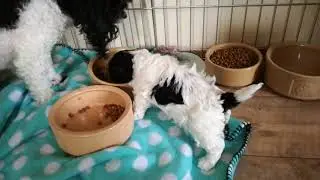 Parti Toy Poodle Doris with her Pups 2