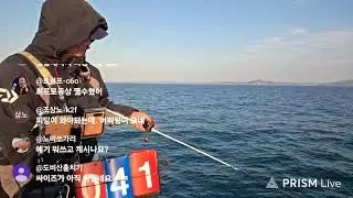 태안 신진도권 갑오징어 출조 _ 2025.11.12 (안흥항 행운호)