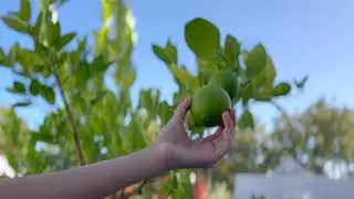 Harvesting Outdoor Potted Bearss Lime Tree