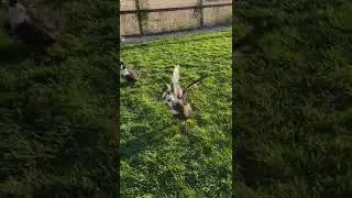 Duck flapping her wings SO FAST!! Trying to take off! #cute #ducks