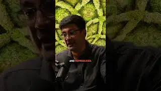 How Fractals and Memes are Shaping the Future of Social and Economic Value  #shorts #crypto #btc
