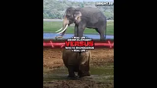 Asian Elephant vs White Rhinoceros #animals #wildanimals #edits