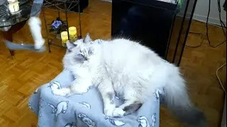 Playtime with my pretty blue eyed cat | 4k