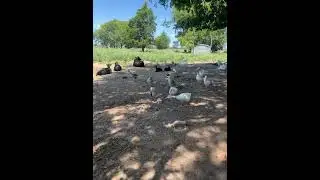 Farm Chaos!! #farm #farmlife #farmanimals #cows #goats #happy #animals #watch #like #views