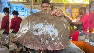 KASIMEDU SELVAM STRING RAY FISH CUTTING | UK SONS MARINE 🇮🇳