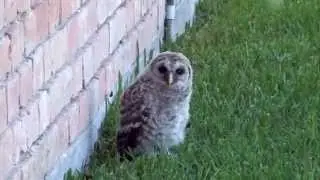 Baby Owl Learning to Fly