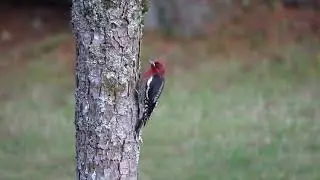 Sapsucker feeding on the sap