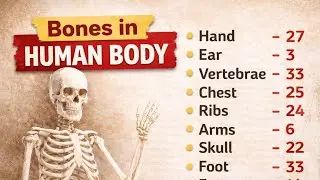 Kids Learning: Bones of Human Body🧠