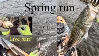 Striped bass fishing with live bait(spring run 2025)