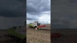 CLAAS LEXION 580 beim Raps dreschen