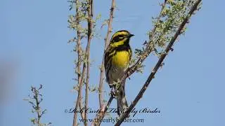 TOWNSEND'S WARBLER foraging Setophaga townsendi