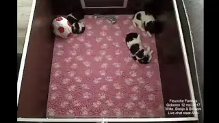 Friese Stabijkennel fan 'e Wylde See - Fleuriche Nest 3 weken jong
