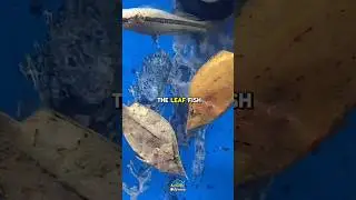 The Leaf Fish &mdash; Ocean&rsquo;s Perfect Illusionist #leaffish #underwaterworld #aquaticodyssey