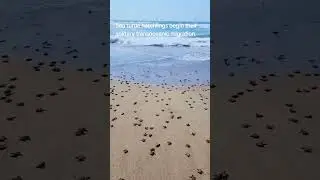 Sea turtle hatchlings begin their migration